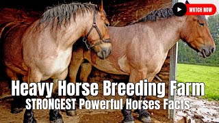 Heavy Horse Breeding Farm  STRONGEST Powerful Horses Facts [upl. by Legge364]