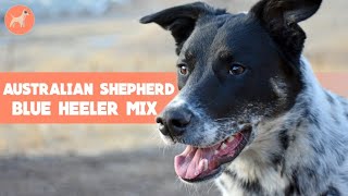 Australian Shepherd Blue Heeler Mix Everything About This Loyal Farmhand [upl. by Eem]