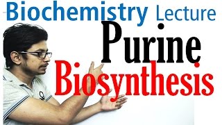 Purine biosynthesis [upl. by Nahsar863]