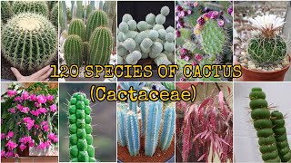 120 SPECIES OF CACTUS Cactaceae [upl. by Rossuck822]