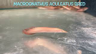 Macrognathus aculeatus bred [upl. by Cynera417]