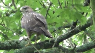 BUZZARD CALLING  Young amp Adults Mewing Call  Buteo buteo [upl. by Rahel760]