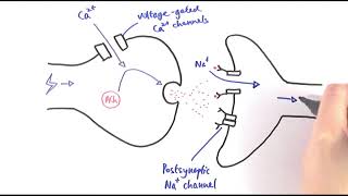 A2 Biology  Cholinergic synapses OCR A Chapter 135 [upl. by Rocco]