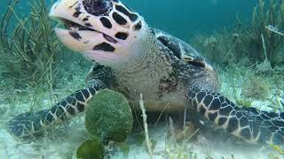 The Daily Life of a Hawksbill SEA TURTLE [upl. by Arbed]