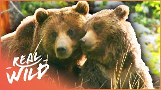 Into The Life Of A Grizzly Bear Bear Documentary  Grizzly Country  Real Wild [upl. by Esirrehc]