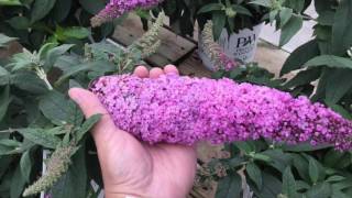 Pugster Pink™ Butterfly Bush [upl. by Lemrac]