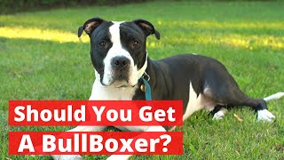 All about the Pitbull Boxer mix Bullboxer  Should you get a BullBoxer [upl. by Etsyrk501]