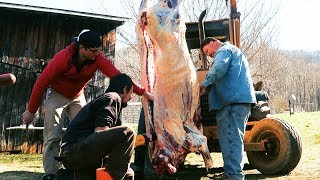 Beef Butchering on Family Farm  Homestead Food Production [upl. by Emersen]