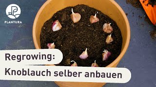 Regrowing Knoblauch im Topf anbauen Anleitung [upl. by Nimzay]