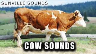 Cow Sounds  Animal Sounds with Peter Baeten [upl. by Ailec194]