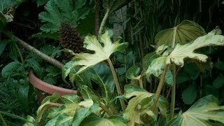 Fatsia japonica annelise timelapse world first [upl. by Aurora]