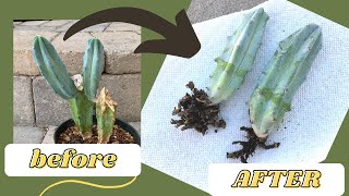 How to Root a Cactus Offset WITH RESULTS  Propagate a Cactus [upl. by Atauqal]