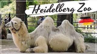 Heidelberg Zoo Germany [upl. by Jaylene]