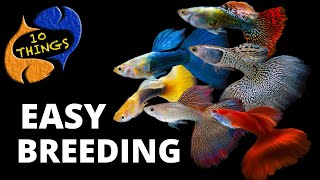 Top 10 Easiest Fish To Breed in a HOME Aquarium [upl. by Enilamme]