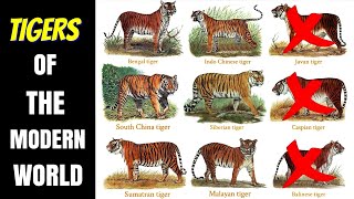 Tigers Of The Modern World Subspecies amp Races [upl. by Edelman]