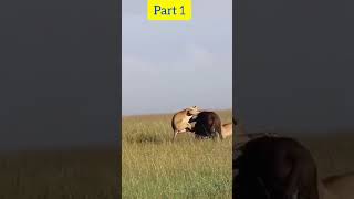 Bloody Lion Pride Brutally Killing the Buffalos [upl. by Vedi]