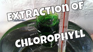 Extraction Of Chlorophyll With Ethanol [upl. by Clarke]