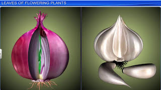 CBSE Class 11 Biology  Morphology of Flowering Plants  Full Chapter  By Shiksha House [upl. by Akiria]