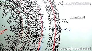 Secondary growth in plants animation [upl. by Bixler]