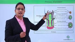 Class10th – Primary and Secondary Meristem  Anatomy of Flowering Plant  Tutorials Point [upl. by Warton]