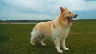 White German Shepherd dog playing and running  Alsation [upl. by Isobel]