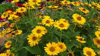 Heliopsis Tuscan Sun  wwwgardencrossingscom [upl. by Shelburne]