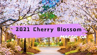 【VLOG】2021 Cherry Blossom Festival  Macon GA [upl. by Mailiw]