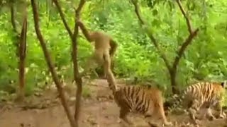 Viral video  Egoistic Monkey  Giving torture to tiger [upl. by Ednihek]