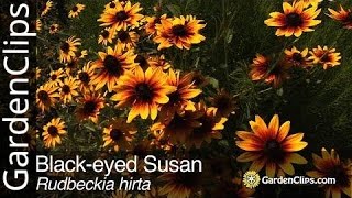 Blackeyed Susan  Rudbeckia hirta  Grow Rudbeckia [upl. by Staw]