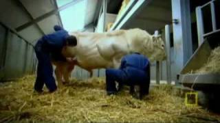 NATIONAL GEOGRAPHIC Meet the Super Cow [upl. by Len]