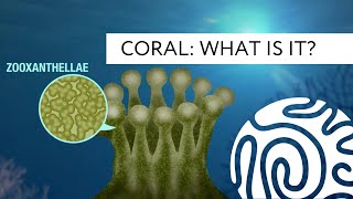 Coral What is it [upl. by Sabanrab]