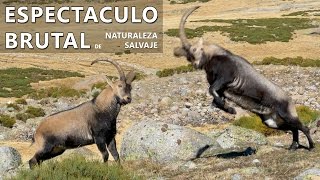 Cabras montesas en celo Pelea en Gredos ESPECTACULAR [upl. by Alenson]