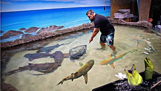 SAVING SHARKS From a Closed Down Aquarium [upl. by Reagan336]