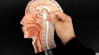 RESPIRATORY SYSTEM ANATOMY Air flow from the nose to laynx 12 head model [upl. by Aillil]