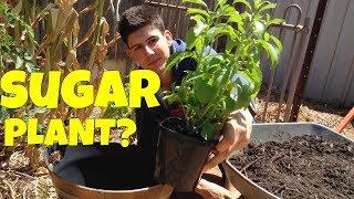 How to Grow Stevia Plants in Containers [upl. by Akilam]