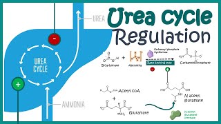 Regulation of the Urea cycle [upl. by Joaquin851]