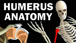 HUMERUS ANATOMY [upl. by Synn628]