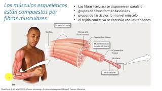 Fisiología  Músculo Esquelético [upl. by Direj]