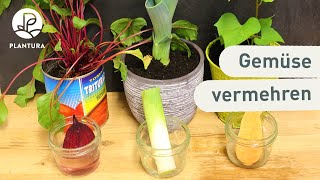 Regrowing von Gemüse Zwiebel Sellerie amp Co nachwachsen lassen [upl. by Yug]