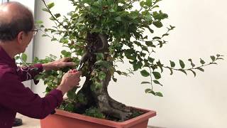 Making Bonsai from an overgrown Hornbeam [upl. by Etnwahs]