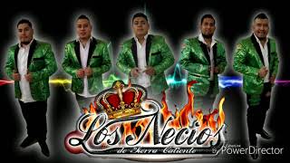 El Rey Del Baile  Los Necios De Tierra Caliente 2019 [upl. by Niahs]