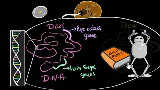 Genes DNA amp chromosomes  Heredity amp Evolution  Biology  Khan Academy [upl. by Enomyar]