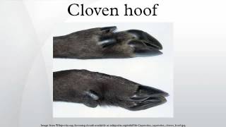 Cloven hoof [upl. by Aneej]