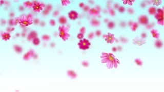 Pink cosmos flowers  Free motion background loop [upl. by Schnur236]