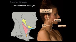 Triangles of the Neck [upl. by Ecikram919]