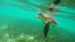 Akumal snorkeling with Sea Turtles swimming with turtles akumal beach Mexico GoPro [upl. by Yenitsed]