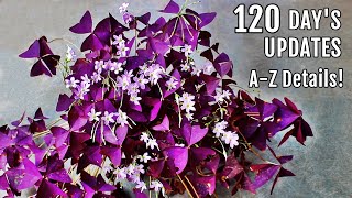 OXALIS Plant CARE 101  BEST Soil Mix Fertilizer Light amp Water Requirements amp Propagation [upl. by Wrench]