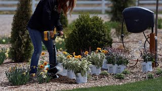 Garden Answer’s Two New Perennials for 2023 Heliopsis amp Agastache [upl. by Marquet350]