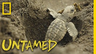 Surviving Sea Turtles  Untamed [upl. by Pages233]