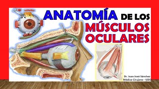 🥇 MÚSCULOS DEL OJO Anatomia Facil y Sencillos [upl. by Whelan]